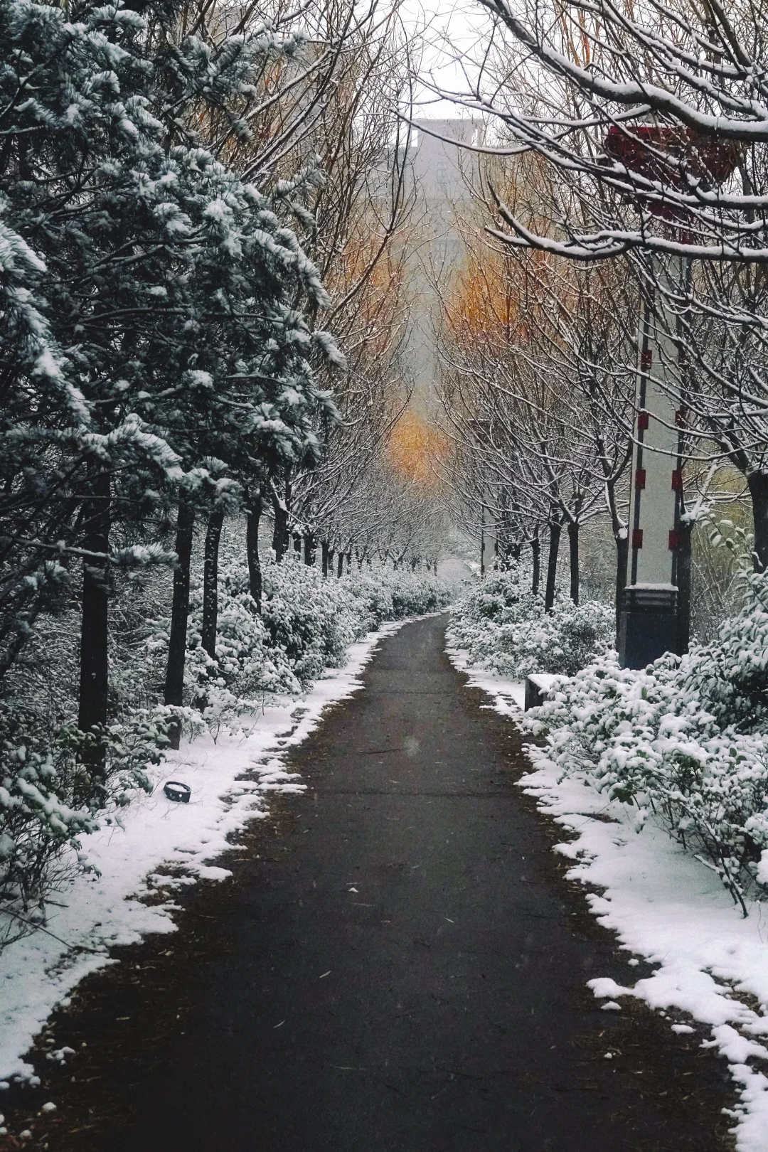 冬天的第一场雪，如期而至