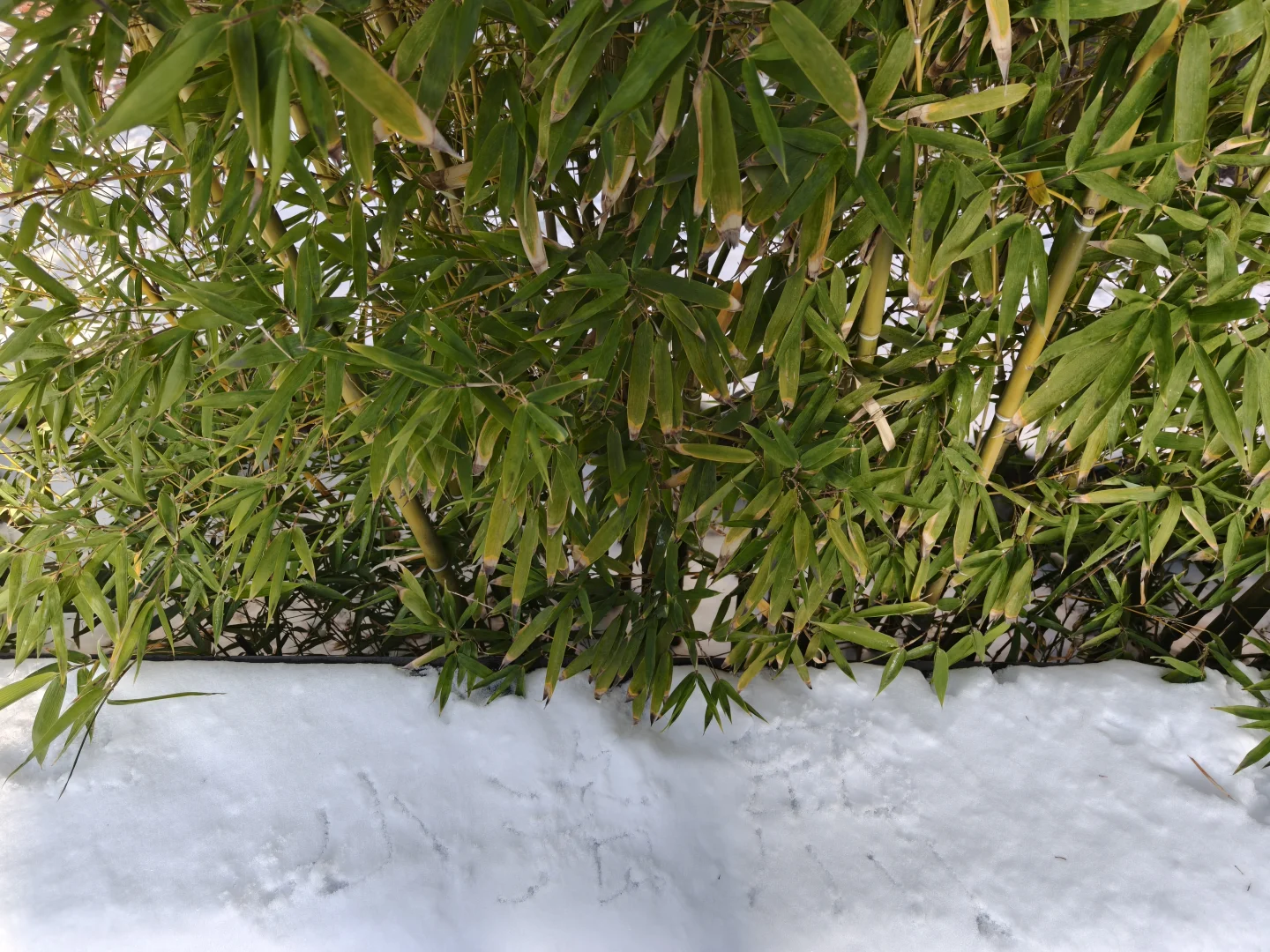 洛阳的洛 康熙的熙