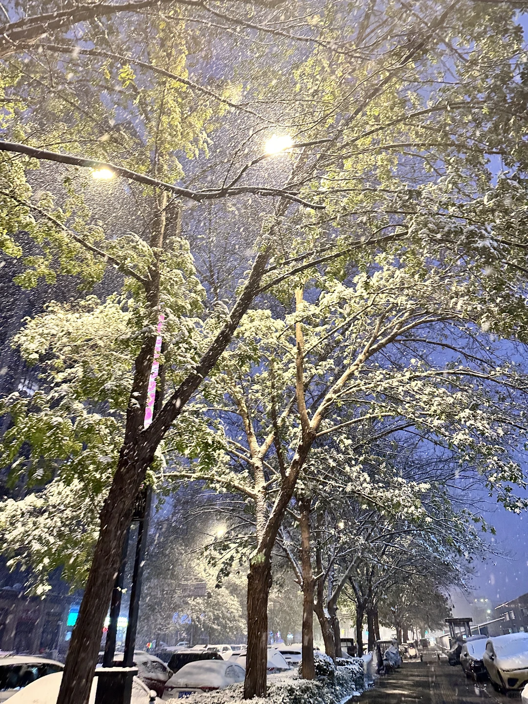 今天的雪，有点好看～
