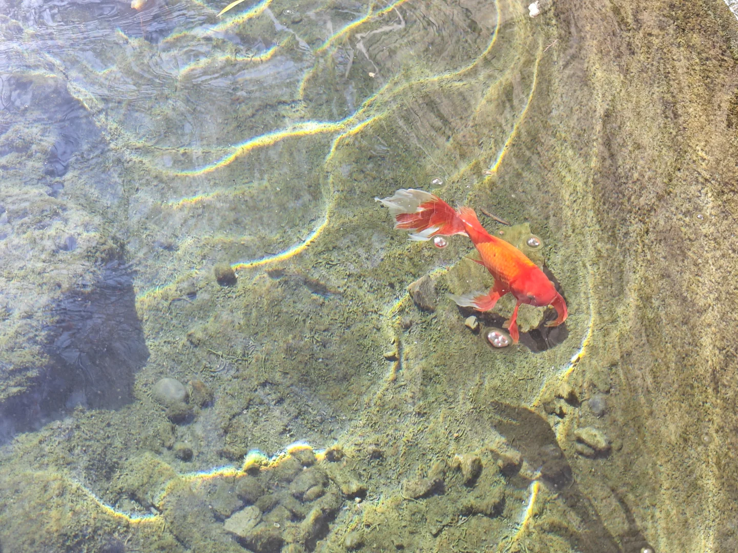 周末特种兵再次出发！洛阳我来了