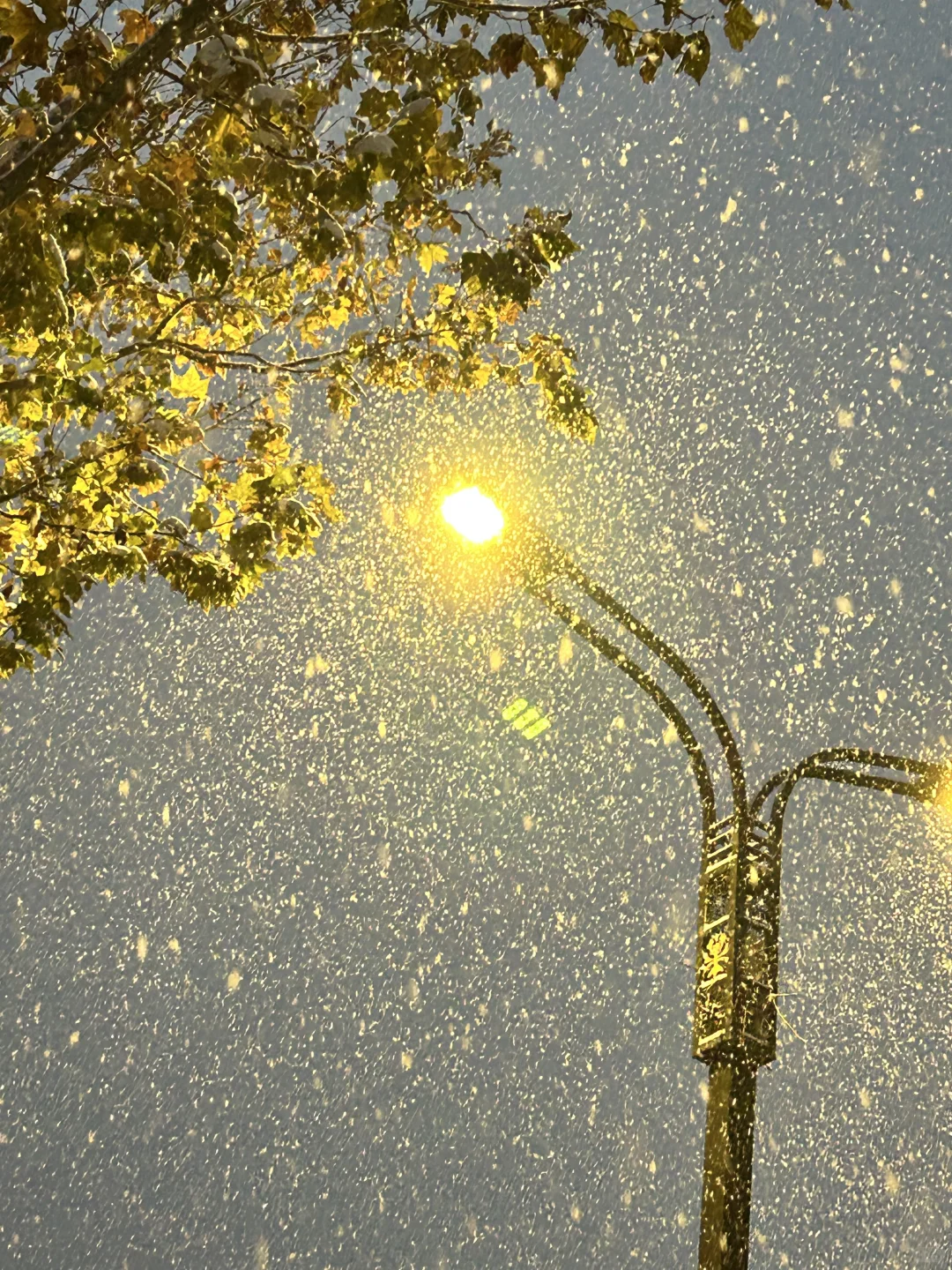他朝若是同淋雪 此生也算共白头