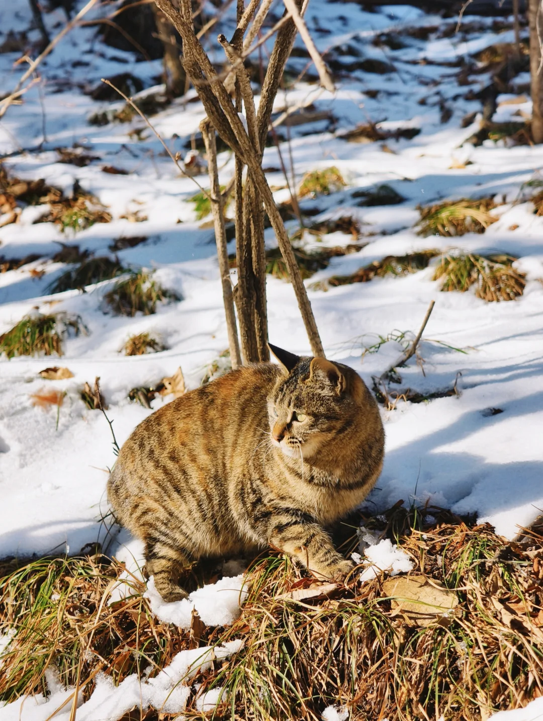远赴人间惊鸿宴🌬️老君山上看日落看雪❄️