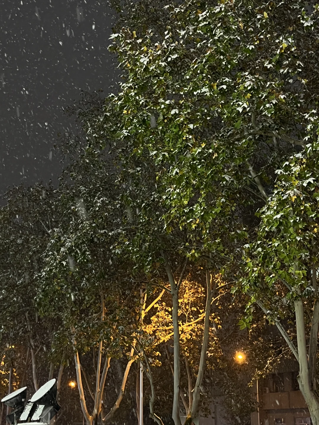 洛阳这雪杀疯了