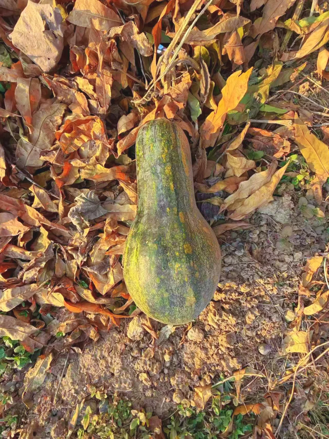 洛阳周末带娃遛狗的秘密宝地