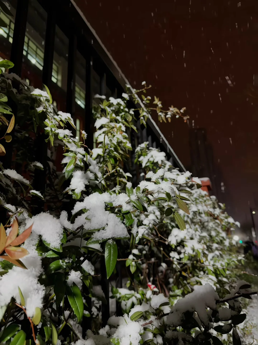 2025.1212 洛阳初雪❄️