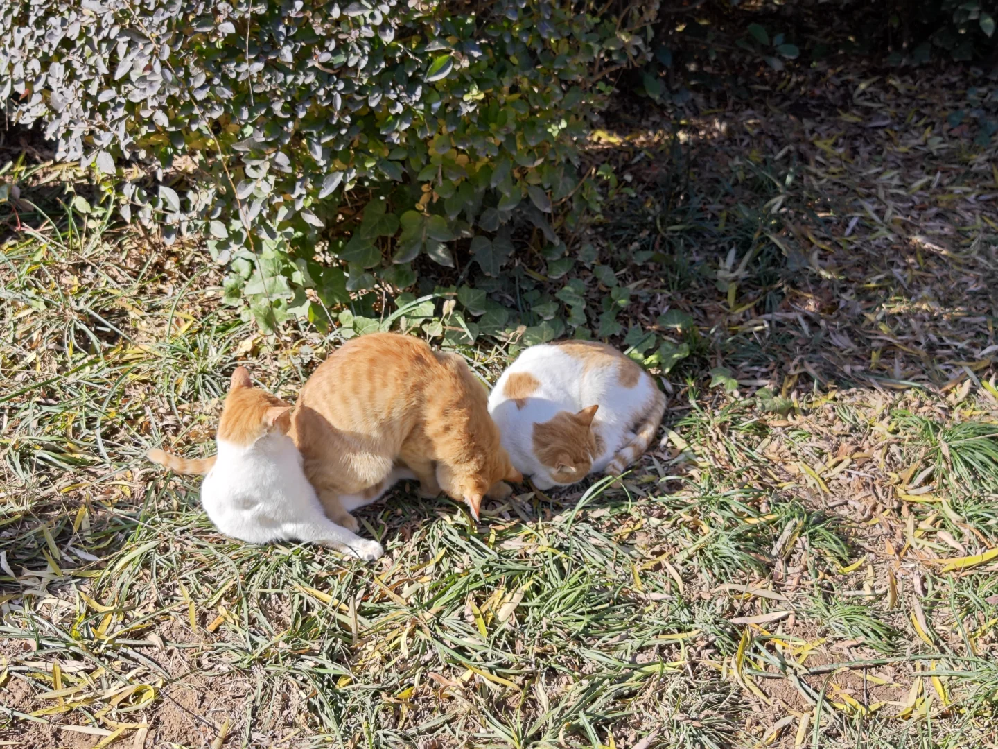 周末特种兵再次出发！洛阳我来了