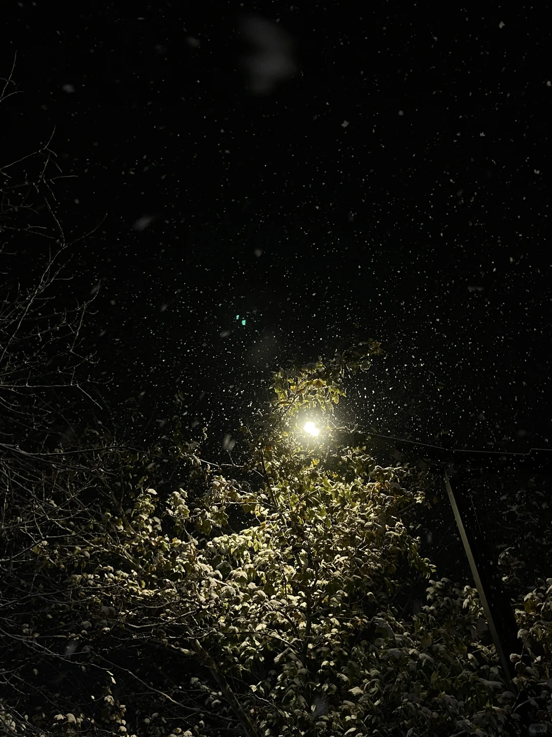 洛阳这雪杀疯了