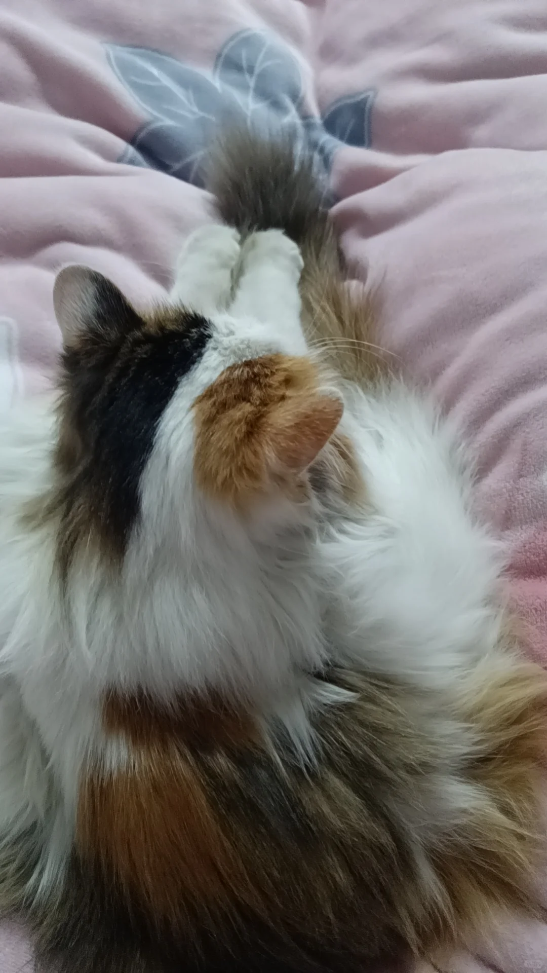 安阳小猫找领养