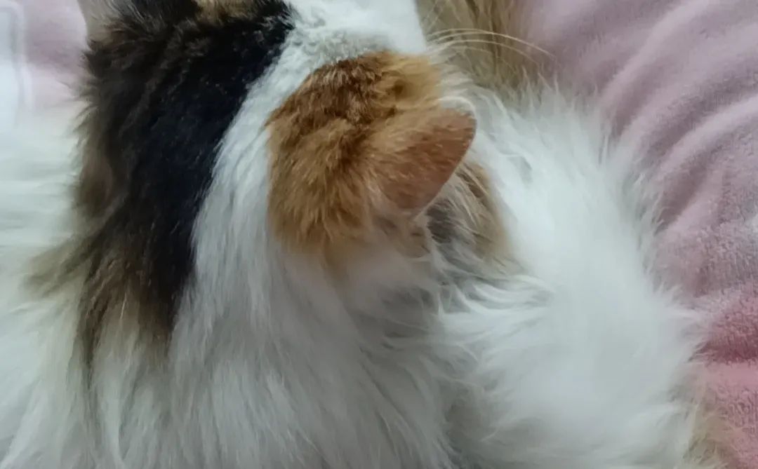 安阳小猫找领养