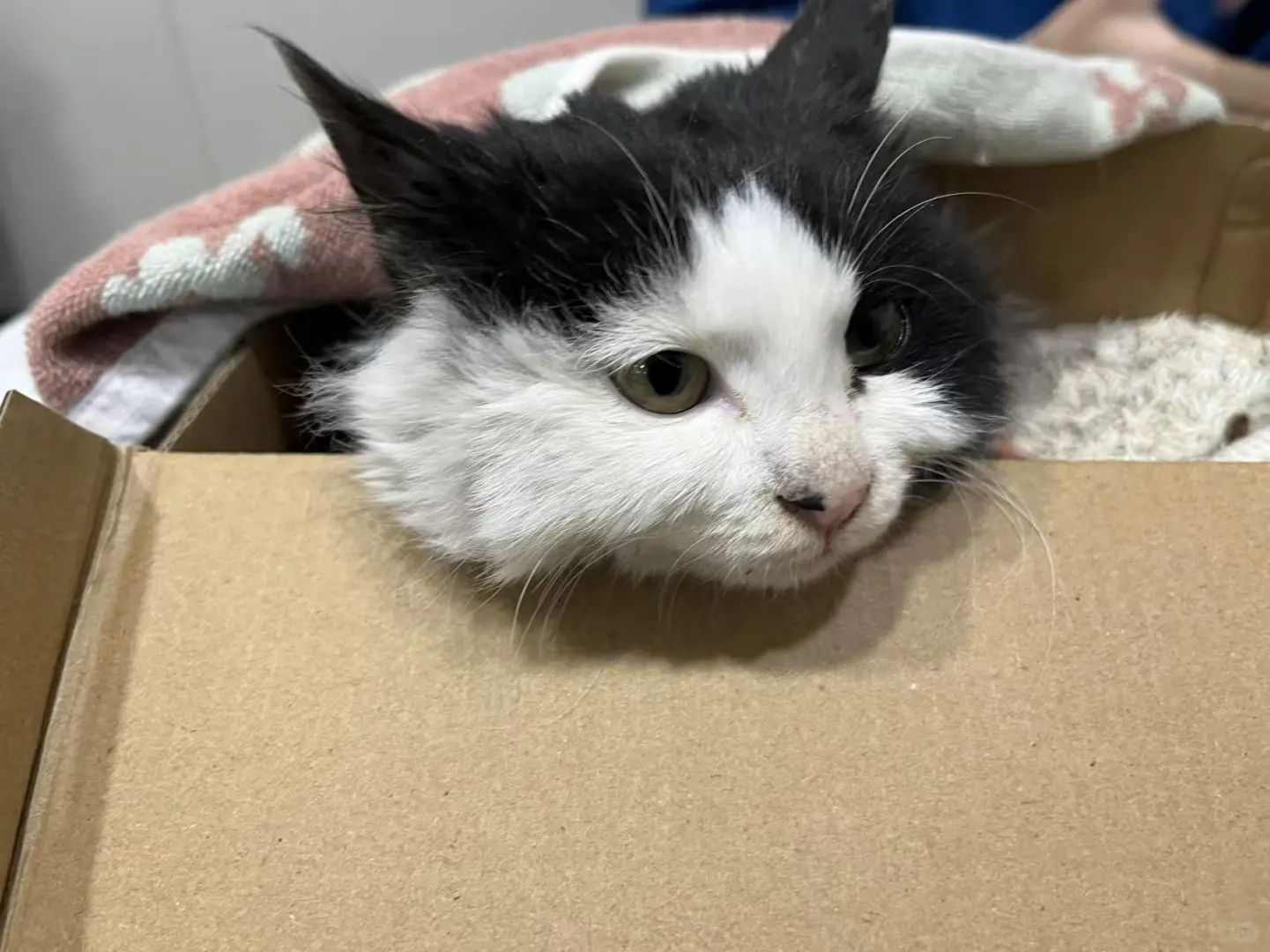 安阳速来！黏人奶牛弟弟蹲个家🏠