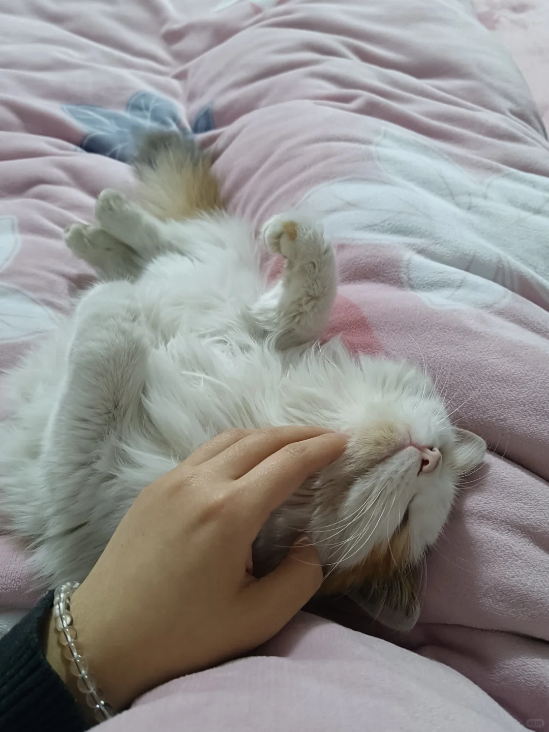 安阳小猫找领养