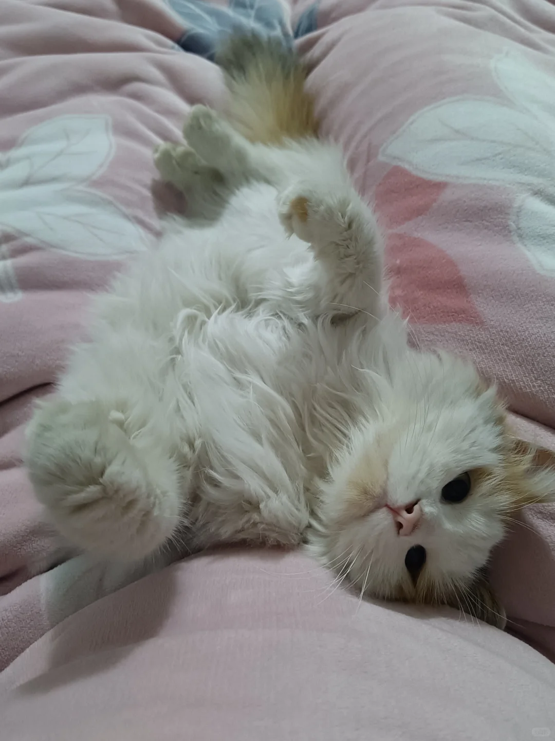 安阳小猫找领养