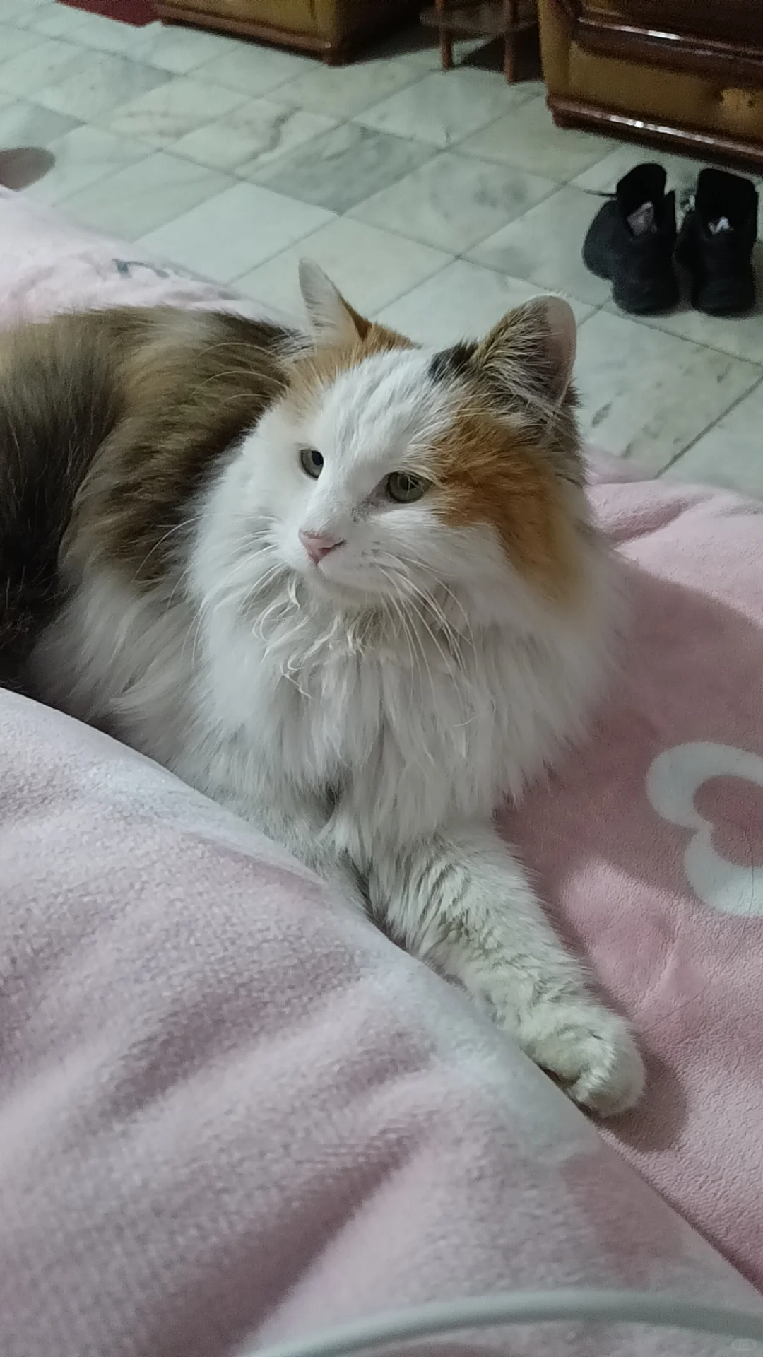 安阳小猫找领养