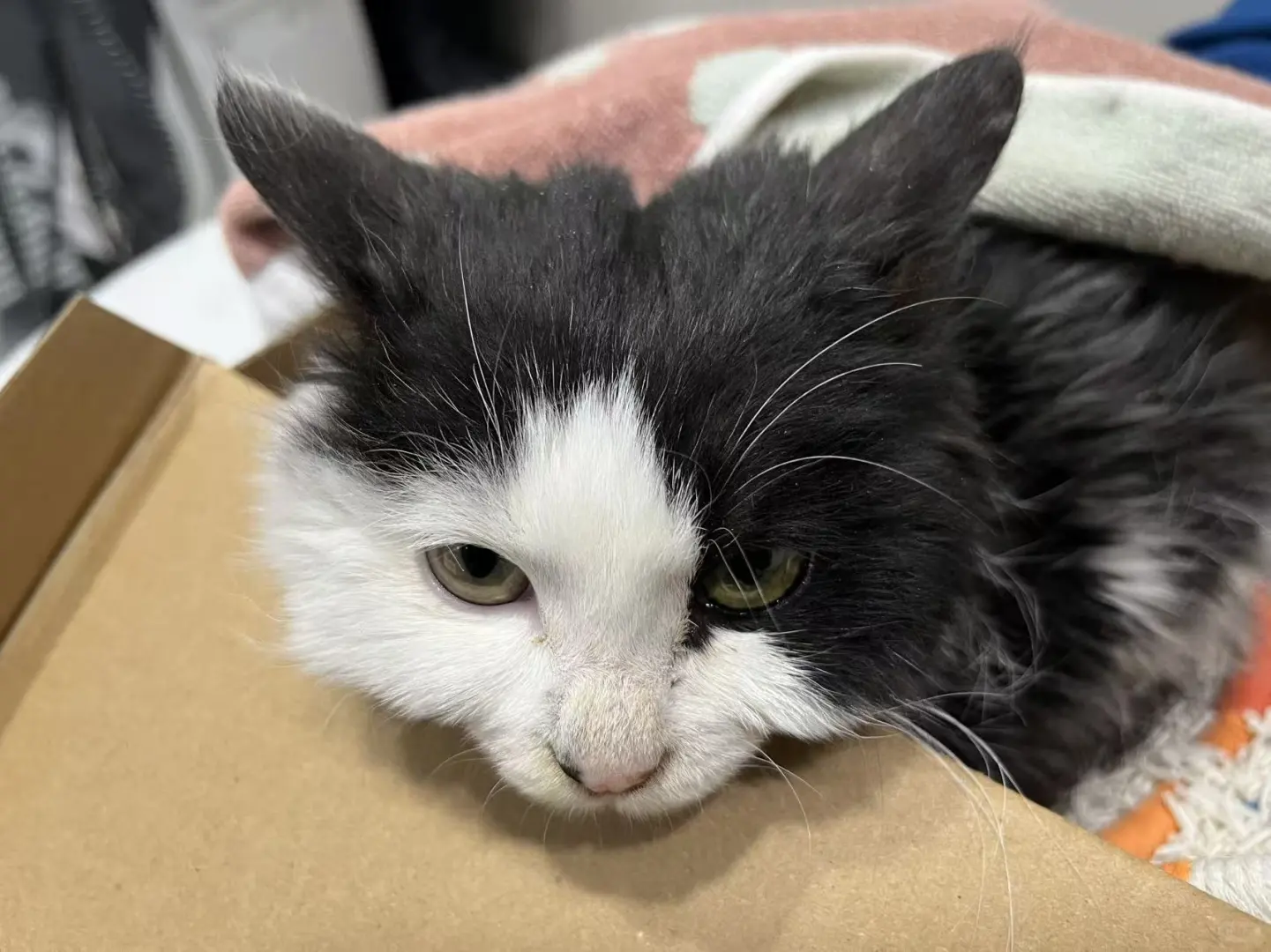 安阳速来！黏人奶牛弟弟蹲个家🏠