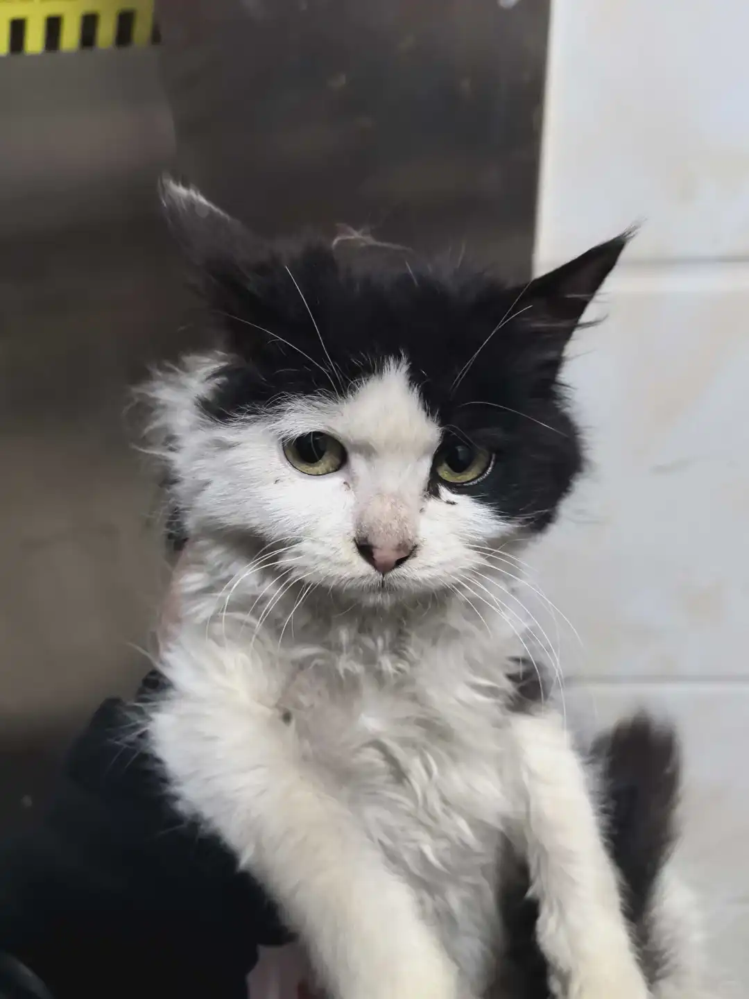 安阳速来！黏人奶牛弟弟蹲个家🏠