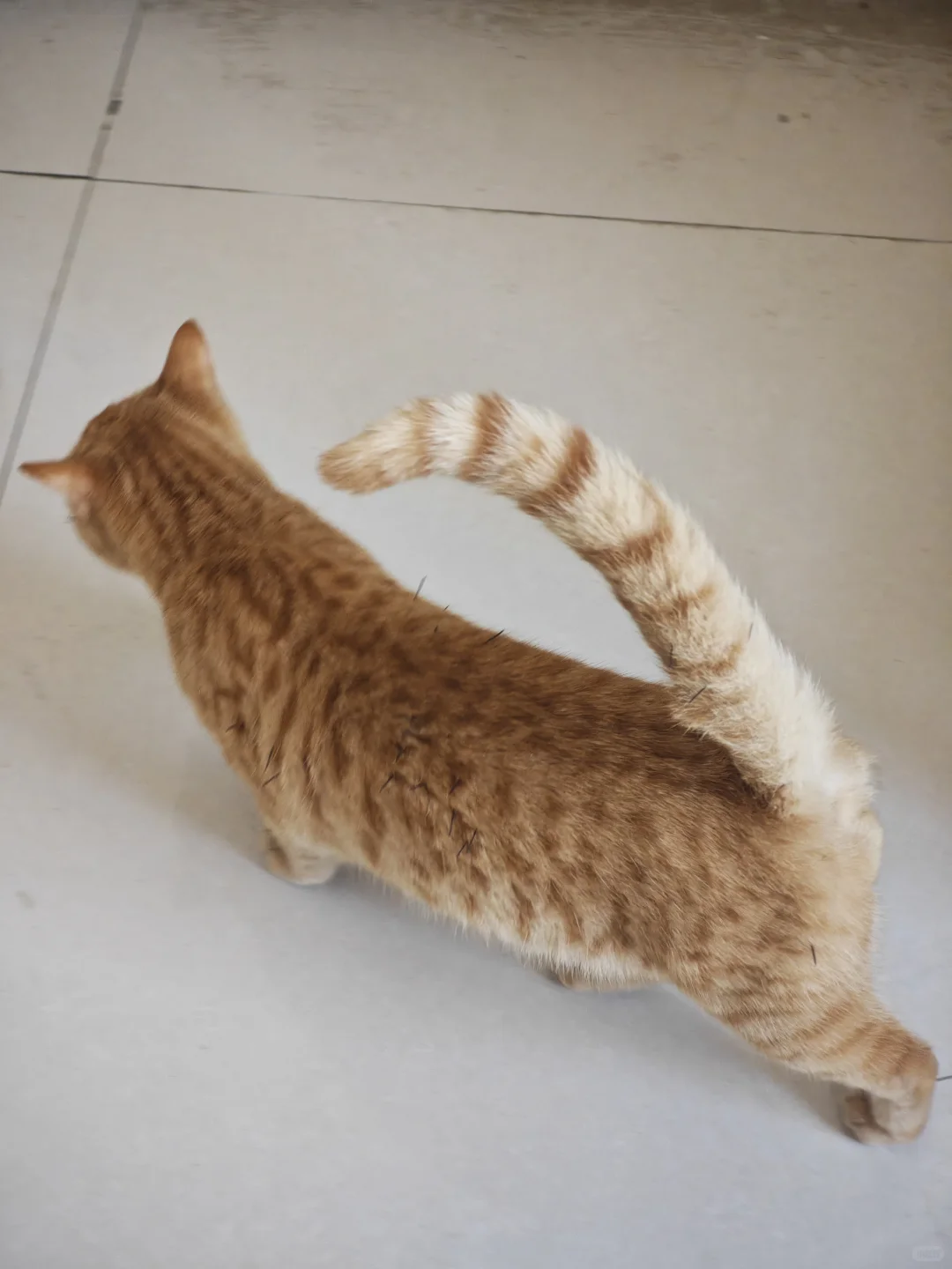 安阳有没有人要领养猫啊 已打疫苗绝育