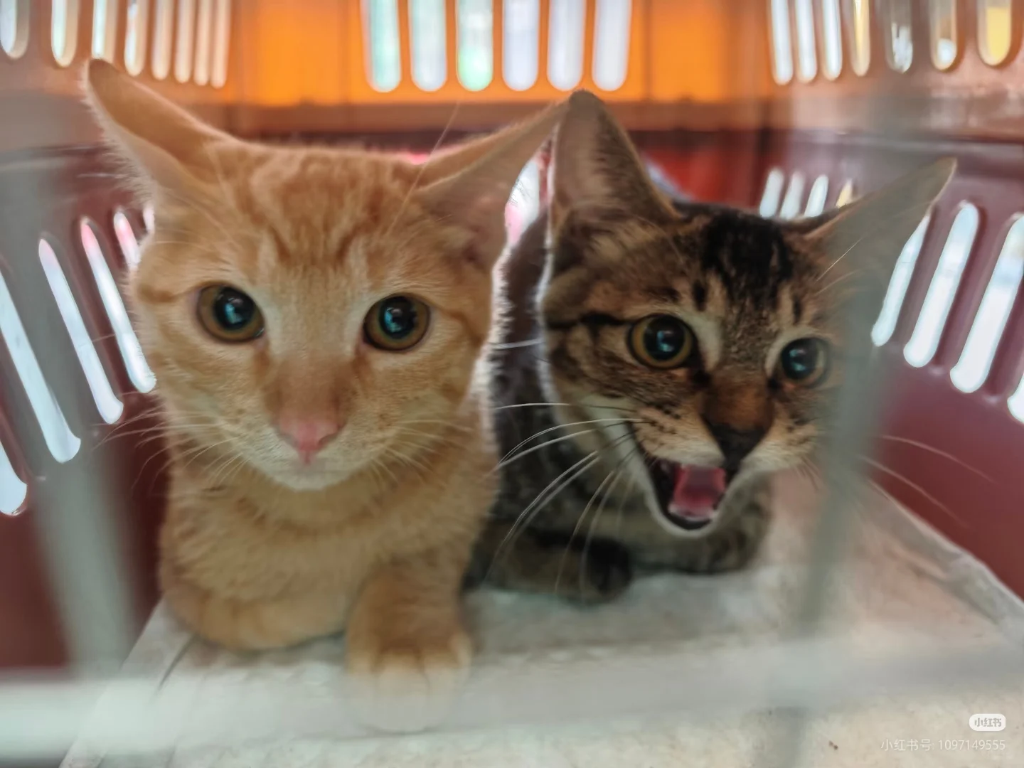 安阳有没有人要领养猫啊 已打疫苗绝育