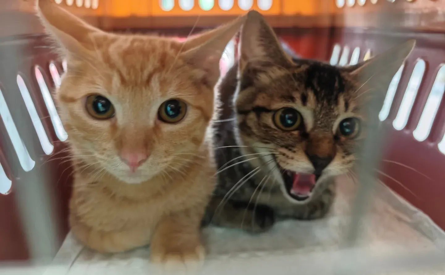 安阳有没有人要领养猫啊 已打疫苗绝育