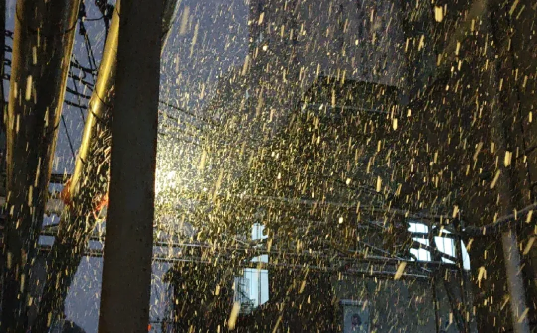 看看你拍的初雪