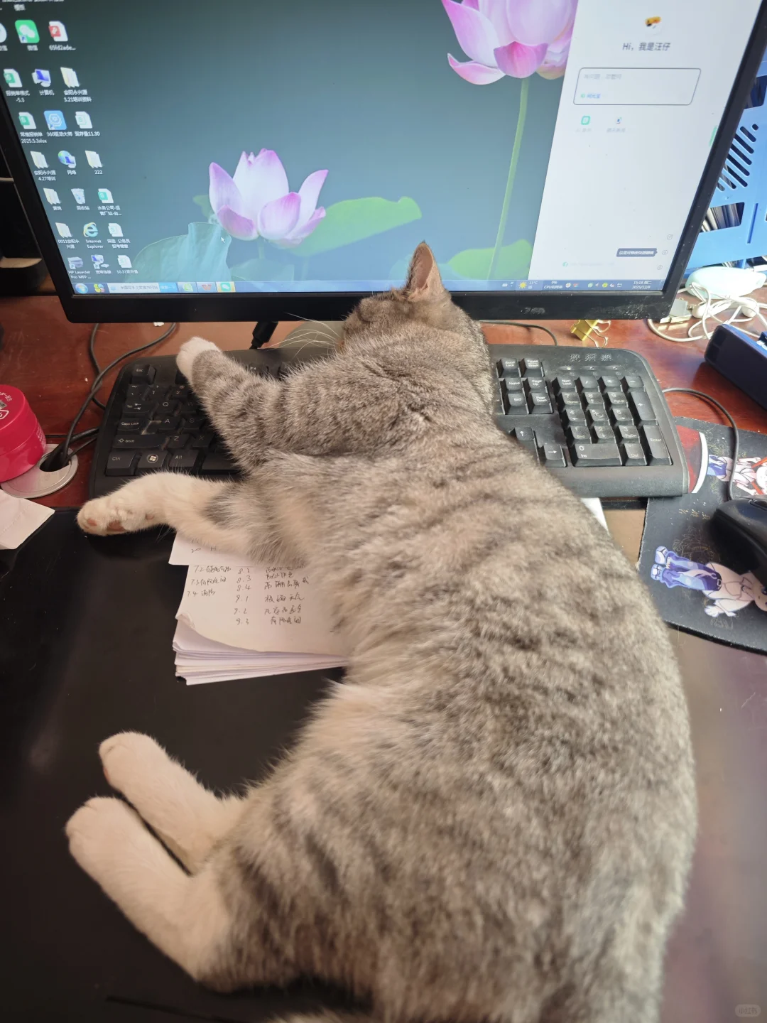 安阳有没有人要领养猫啊 已打疫苗绝育