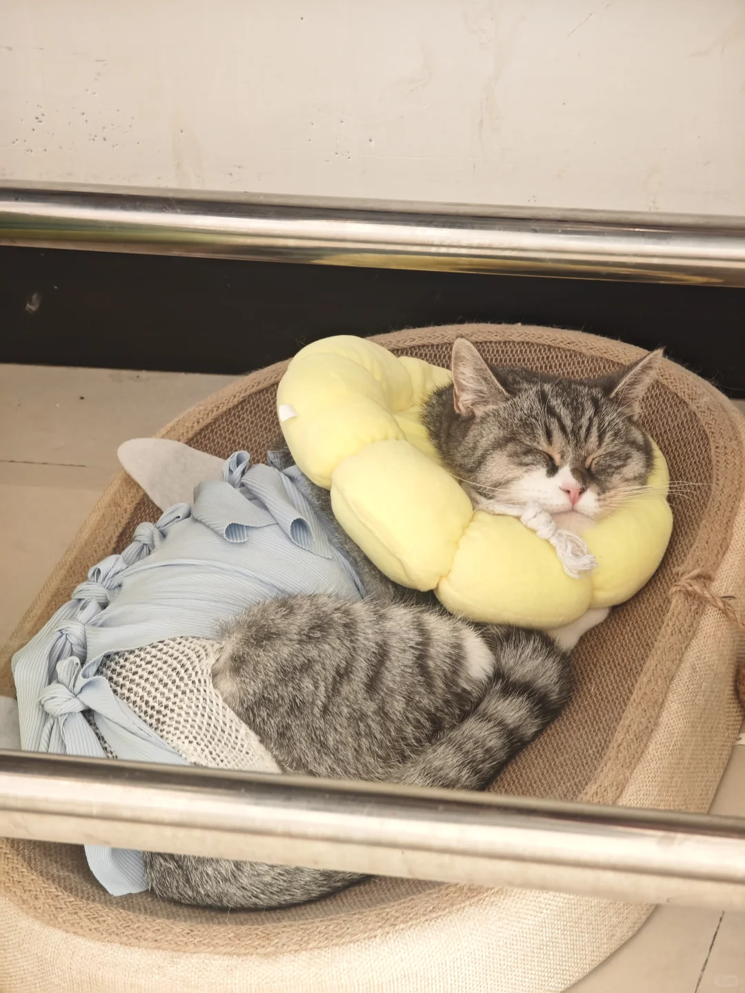 安阳有没有人要领养猫啊 已打疫苗绝育