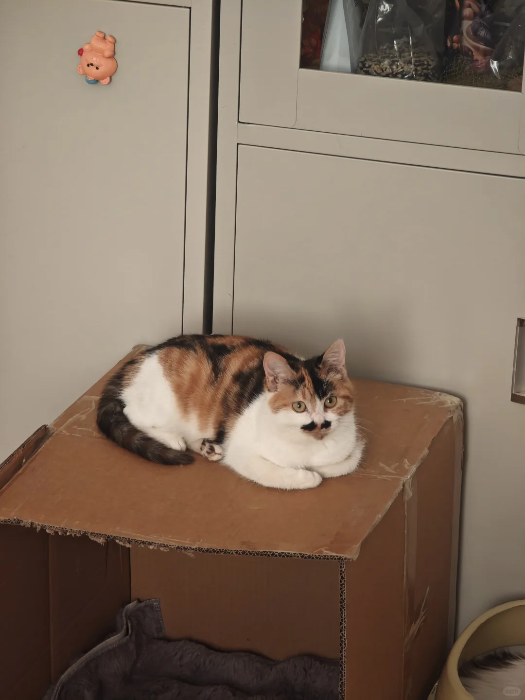 安阳有没有人要领养猫啊 已打疫苗绝育