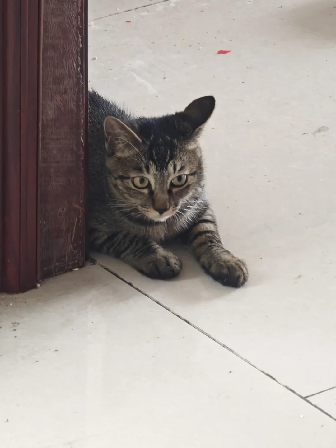 安阳有没有人要领养猫啊 已打疫苗绝育