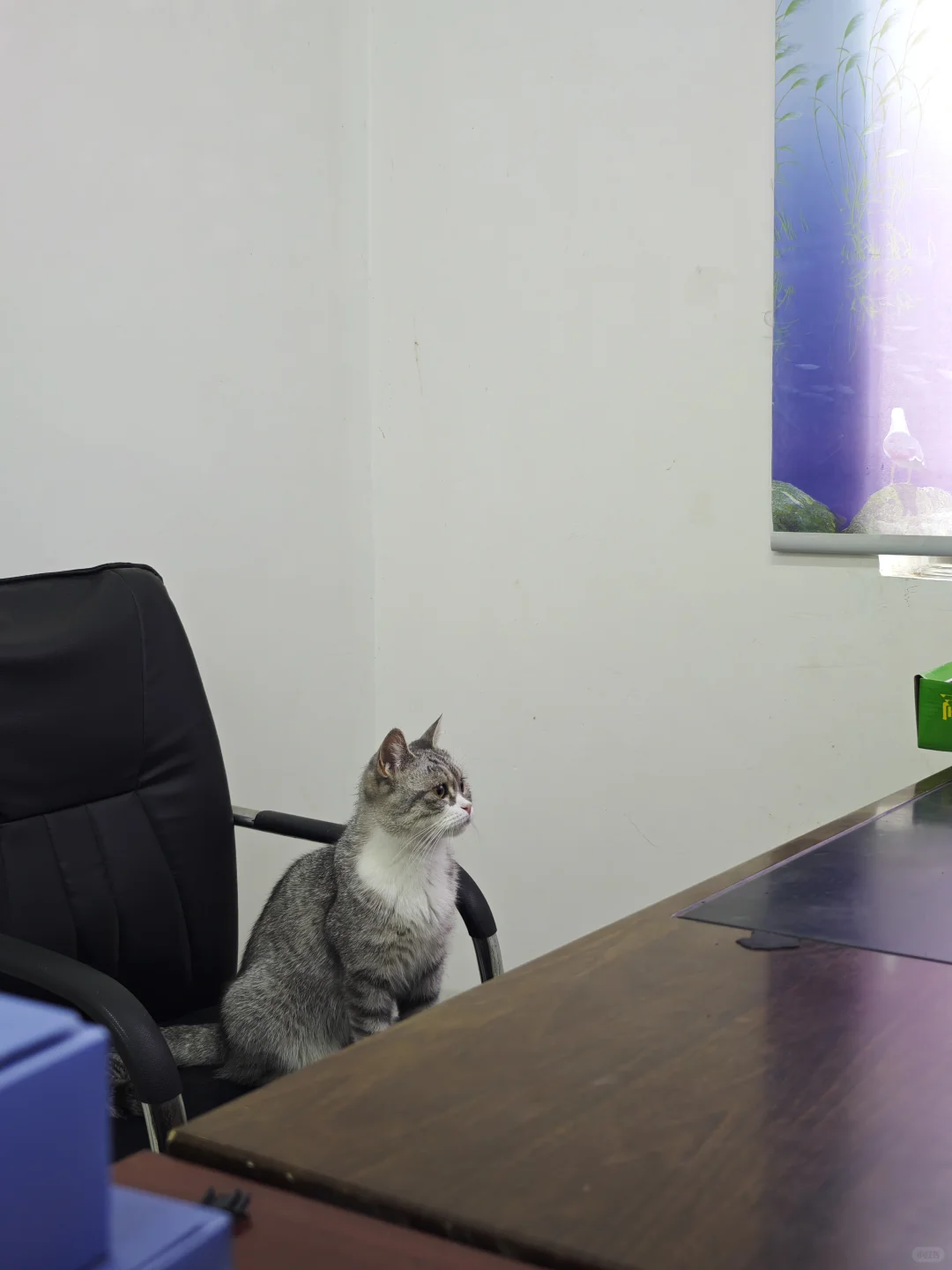 安阳有没有人要领养猫啊 已打疫苗绝育