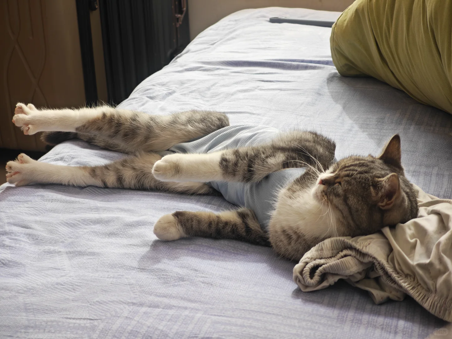 安阳有没有人要领养猫啊 已打疫苗绝育