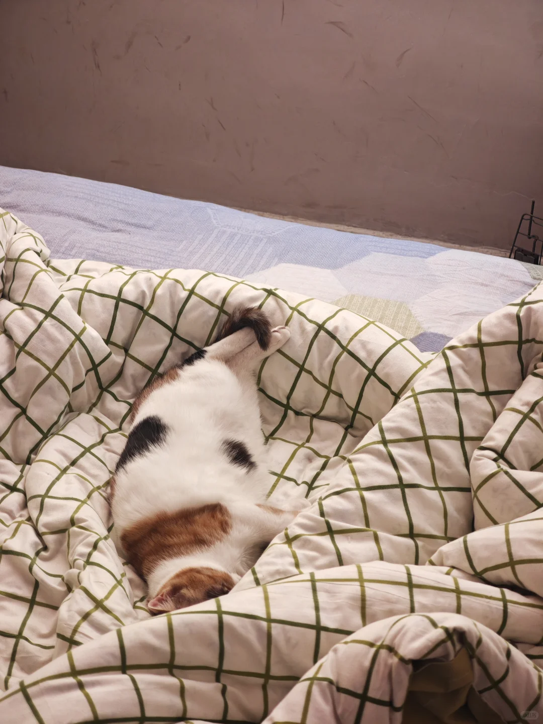 安阳有没有人要领养猫啊 已打疫苗绝育