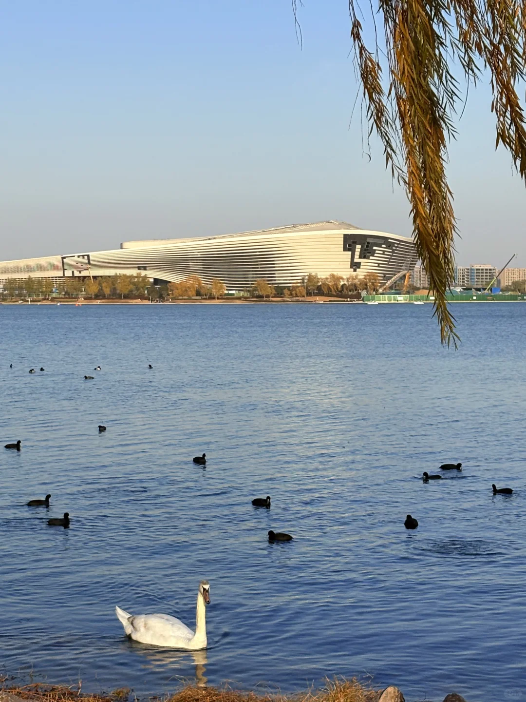 谁懂啊❗️郑州冬天的浪漫是天鹅给的！附攻略