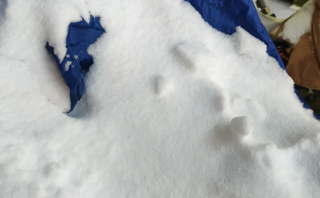 郑州终于迎来了初雪❄️(◕‿◕✿)