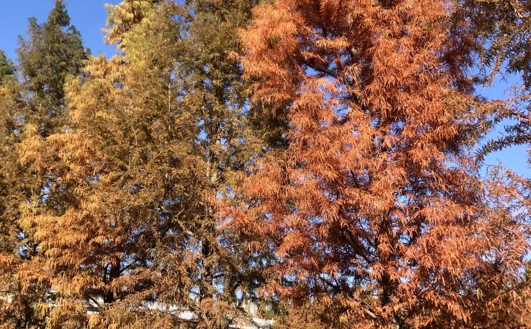 你敢想这是郑州？不知道的以为去哪儿旅游了