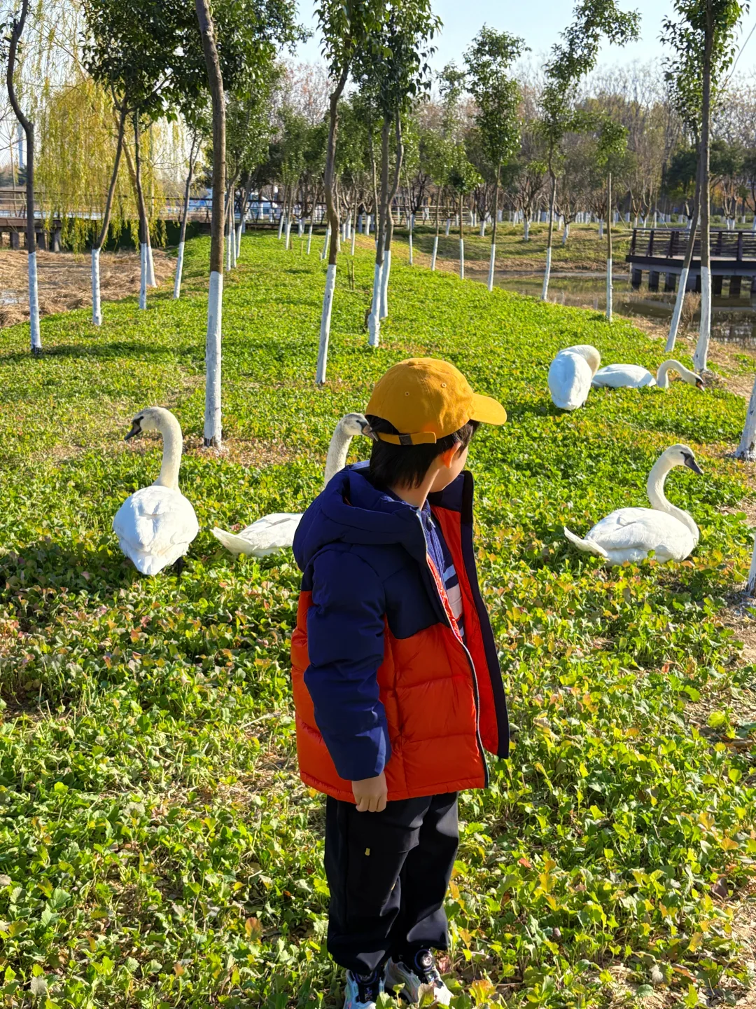 谁懂啊❗️郑州冬天的浪漫是天鹅给的！附攻略