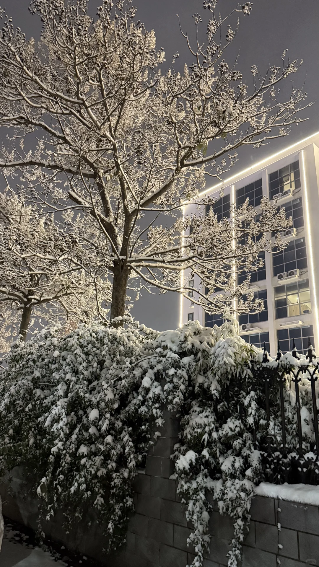 下雪后的郑州确实更浪漫一些！