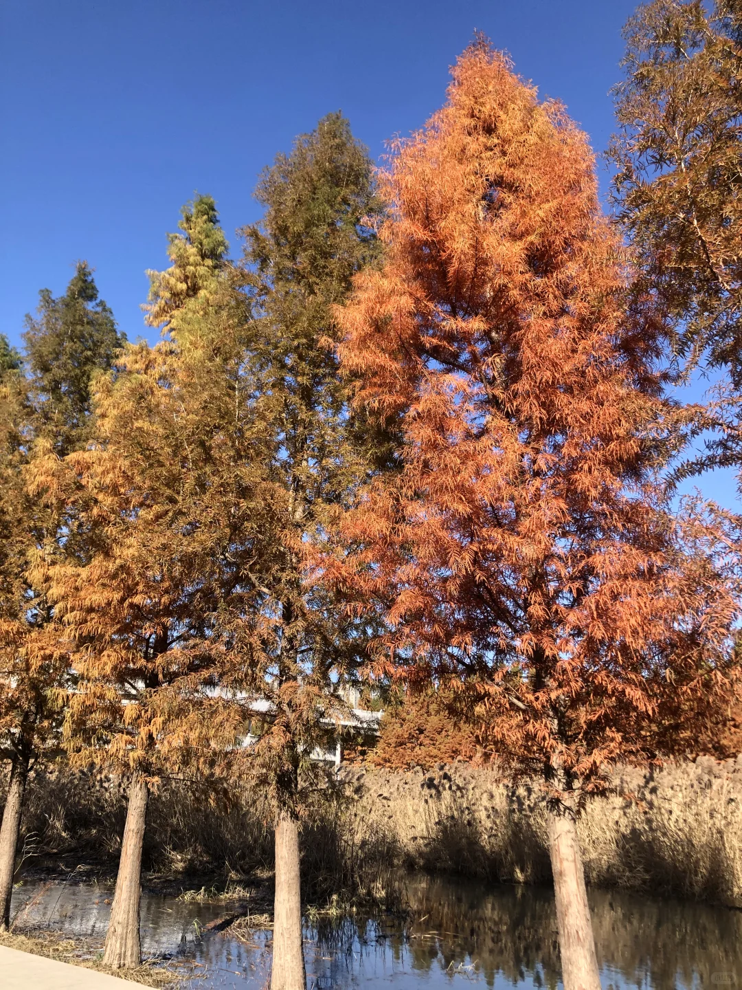 你敢想这是郑州？不知道的以为去哪儿旅游了