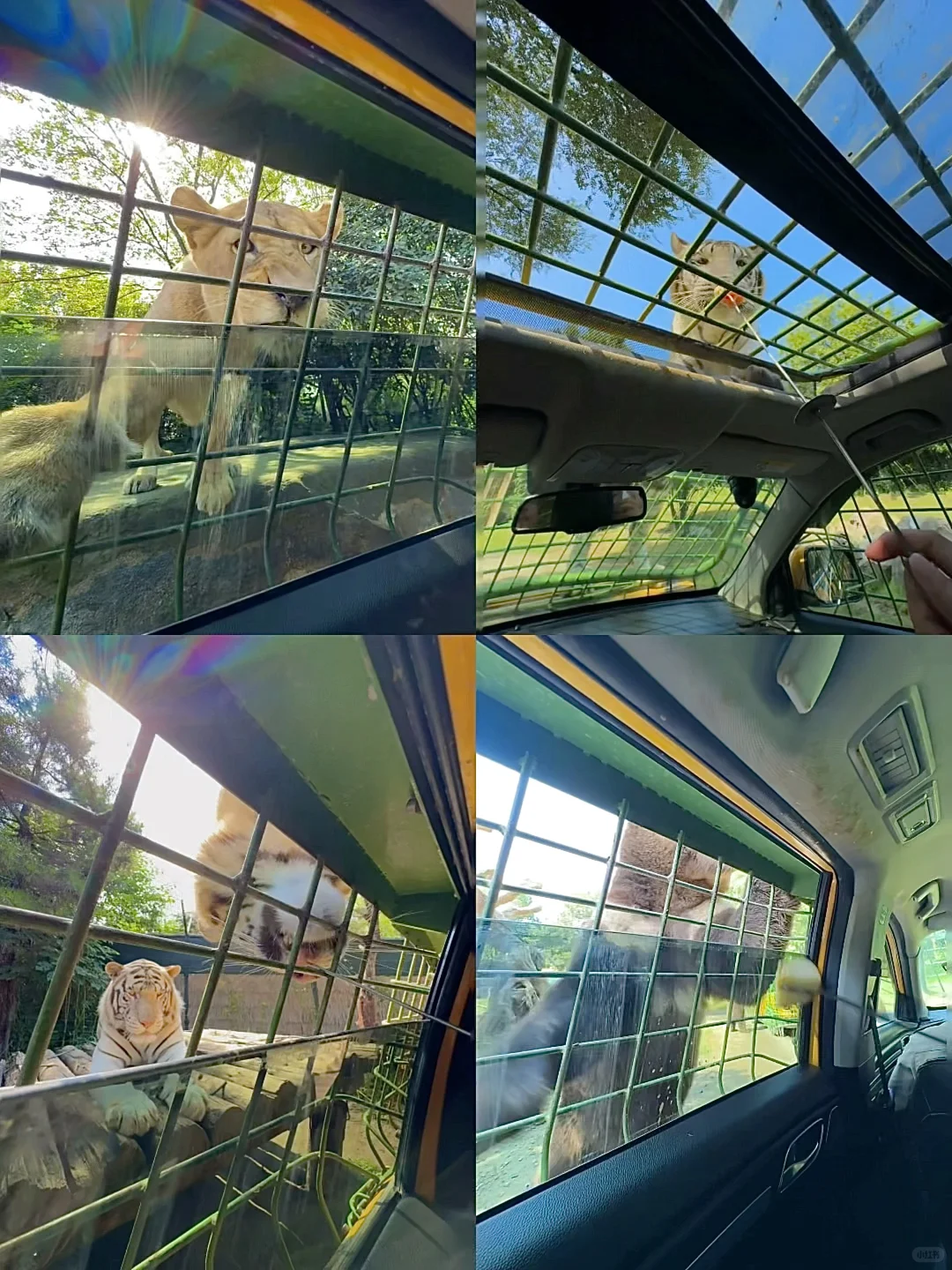 迄今为止，我去过最夸张的动物园出现了‼️