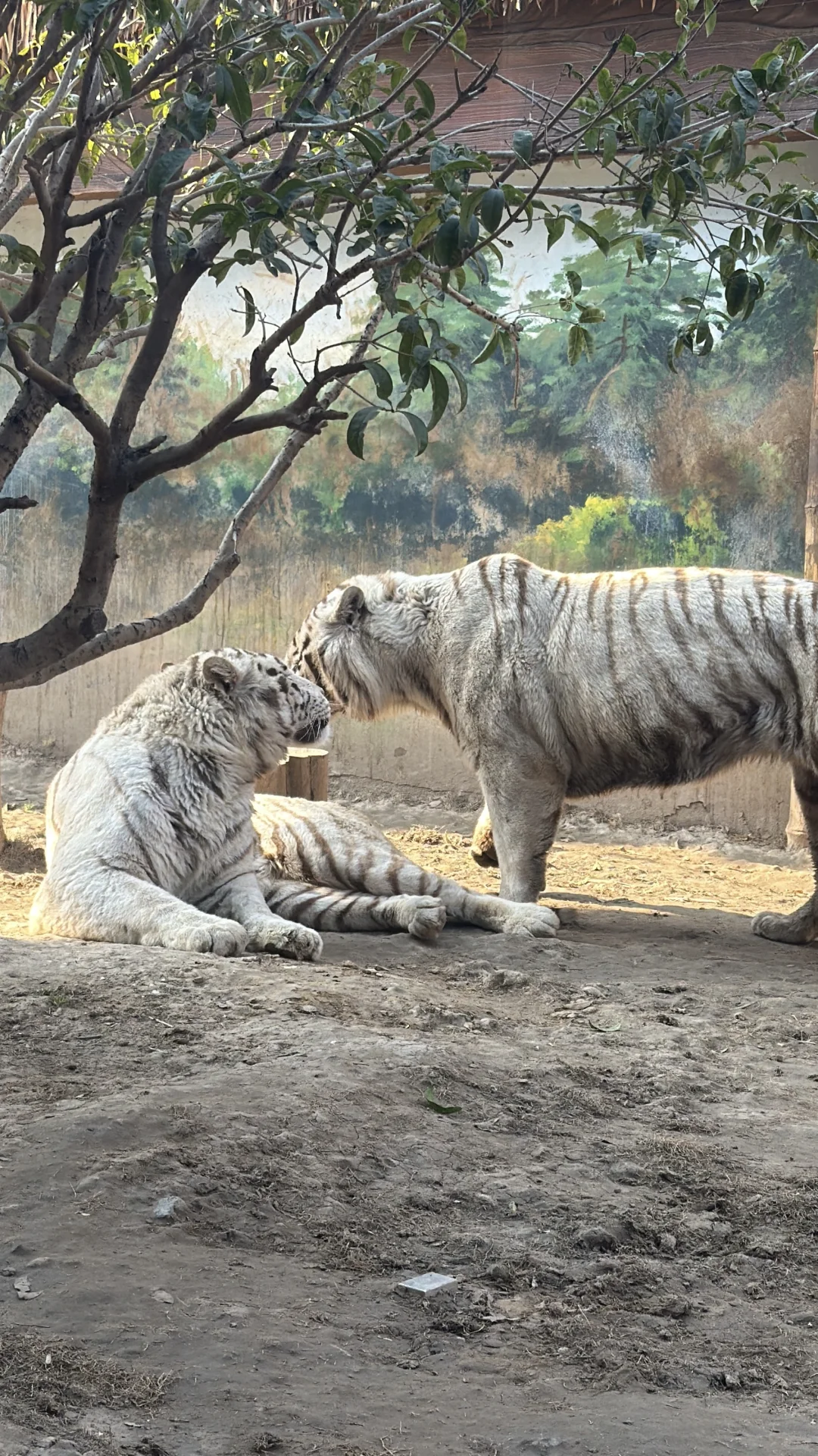 淡季带娃逛银基动物园真的太爽啦！
