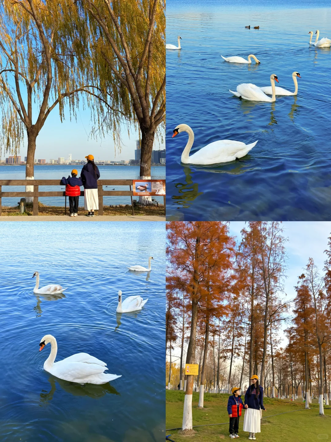 谁懂啊❗️郑州冬天的浪漫是天鹅给的！附攻略