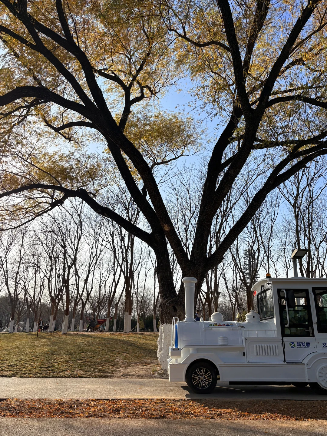 谁懂啊❗️郑州冬天的浪漫是天鹅给的！附攻略