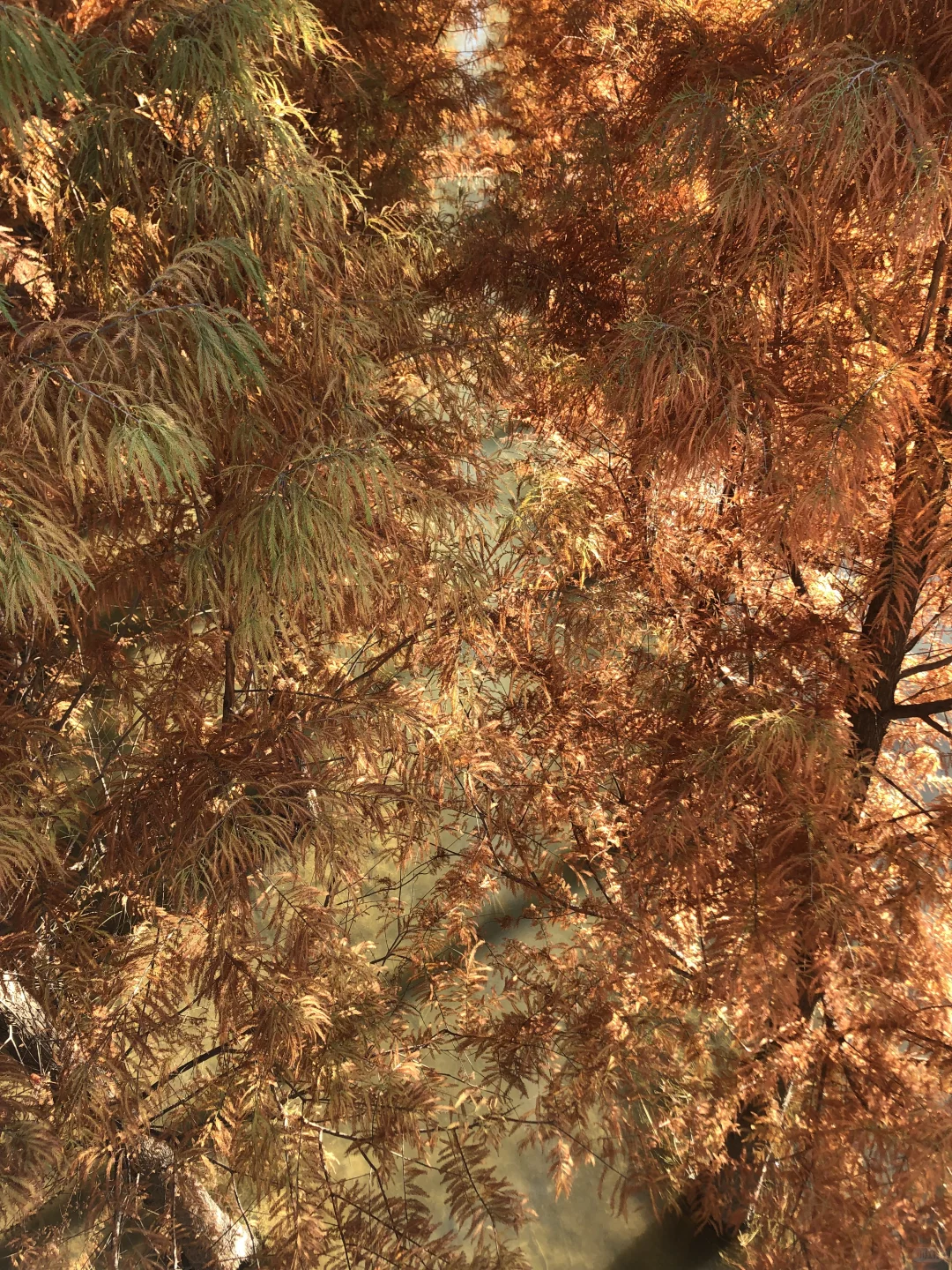 你敢想这是郑州？不知道的以为去哪儿旅游了