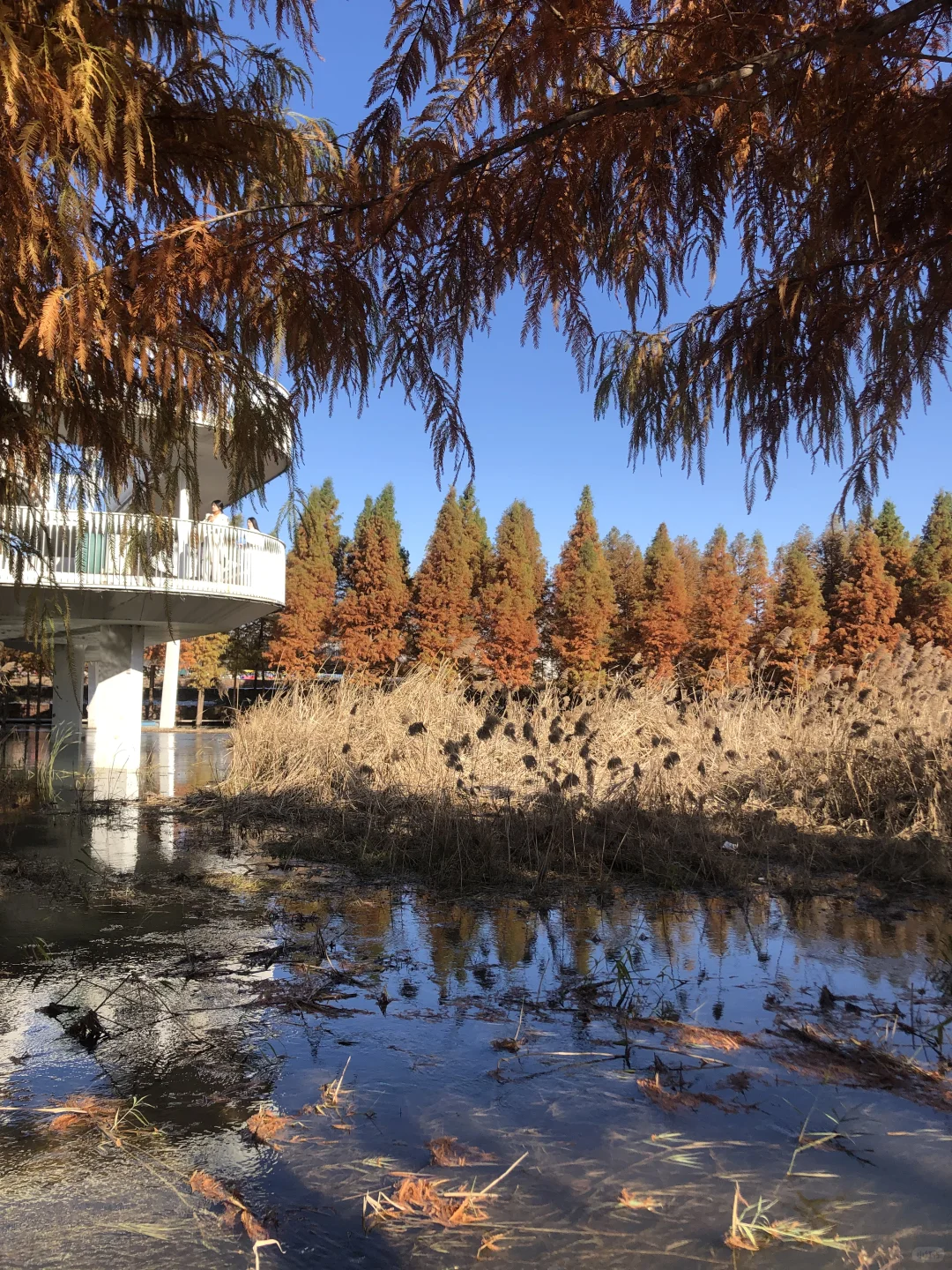 你敢想这是郑州？不知道的以为去哪儿旅游了