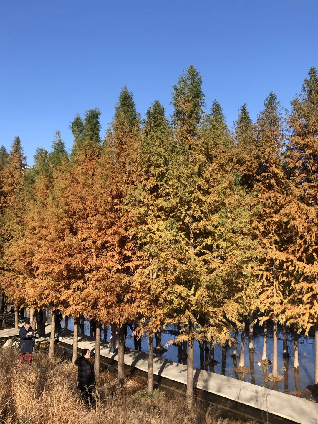 你敢想这是郑州？不知道的以为去哪儿旅游了