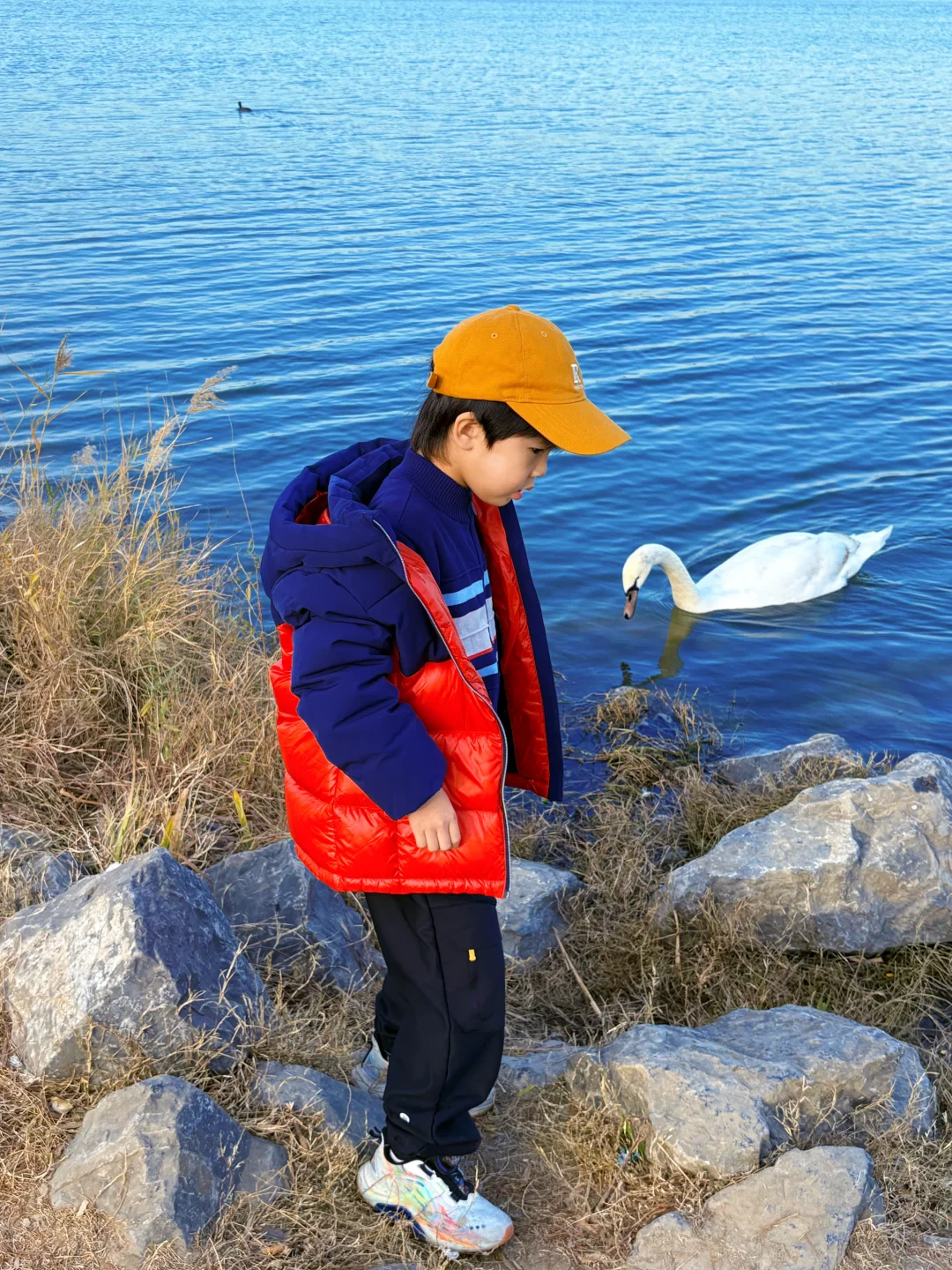 谁懂啊❗️郑州冬天的浪漫是天鹅给的！附攻略