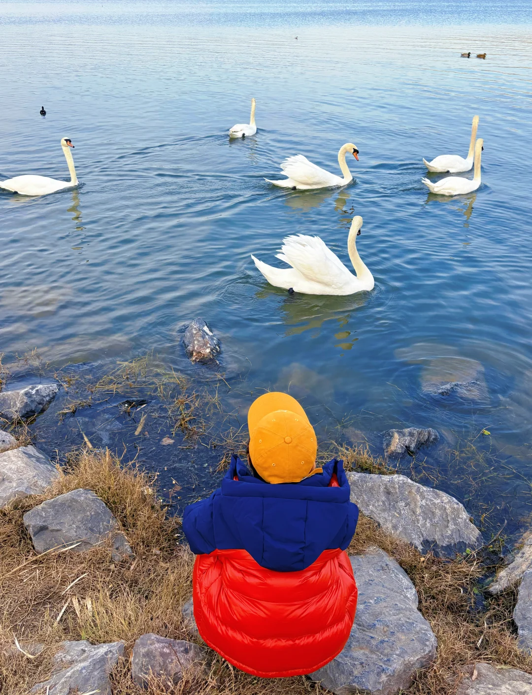 谁懂啊❗️郑州冬天的浪漫是天鹅给的！附攻略