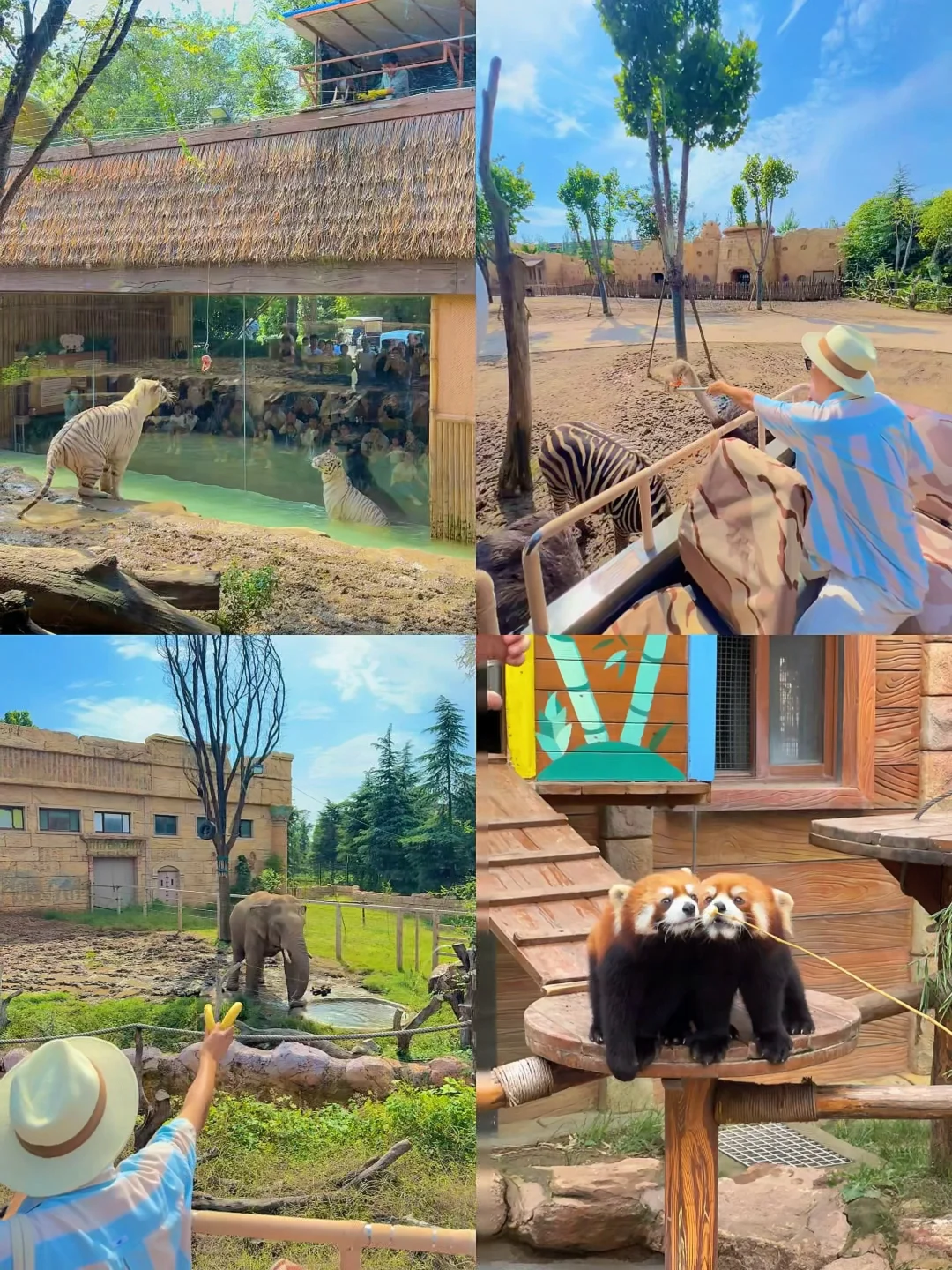 迄今为止，我去过最夸张的动物园出现了‼️