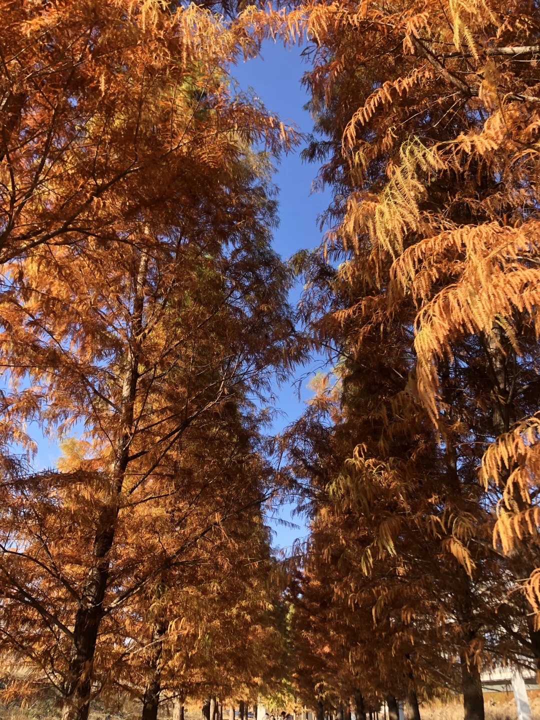 你敢想这是郑州？不知道的以为去哪儿旅游了