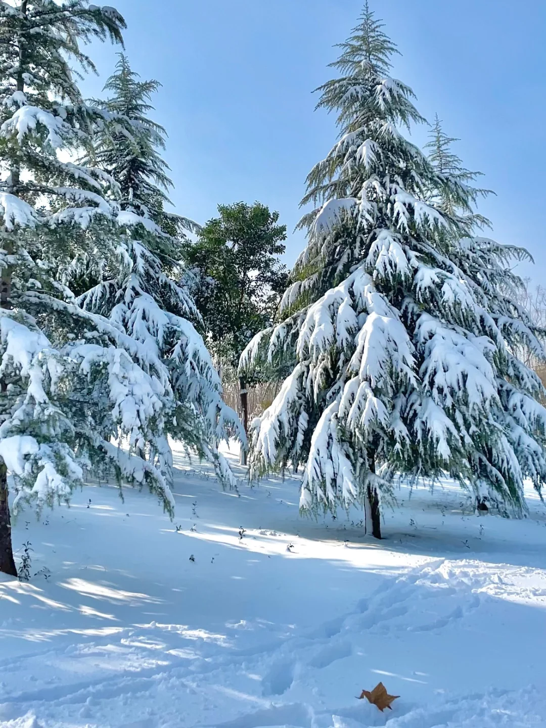 北方娃的DNA动了！不出郑州玩雪❄️好去处！