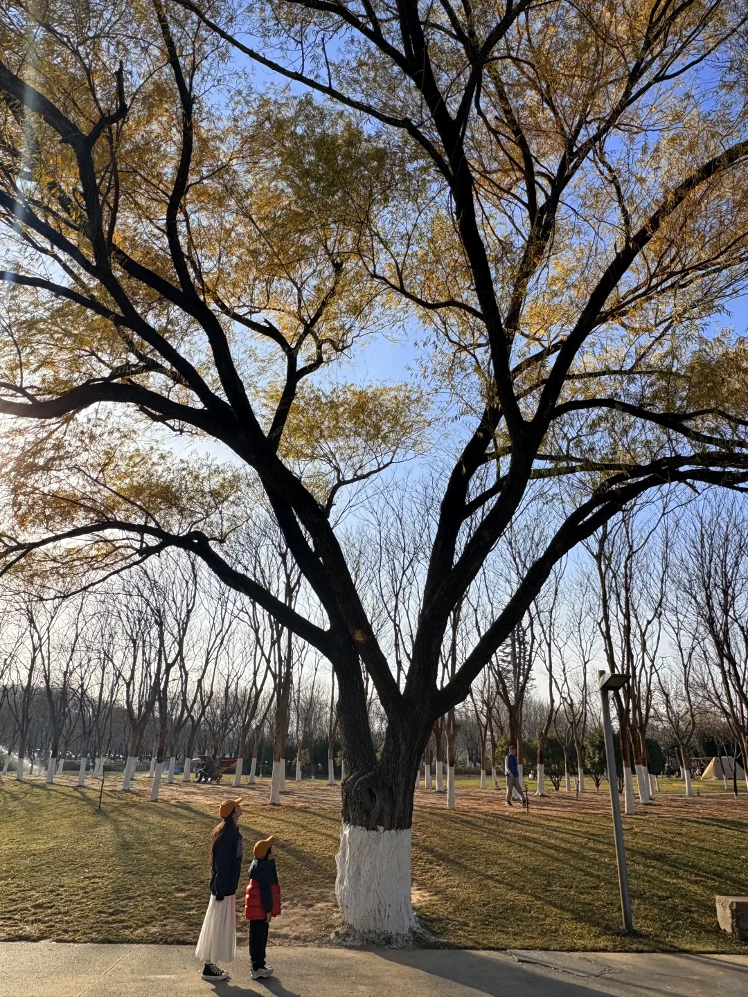 谁懂啊❗️郑州冬天的浪漫是天鹅给的！附攻略