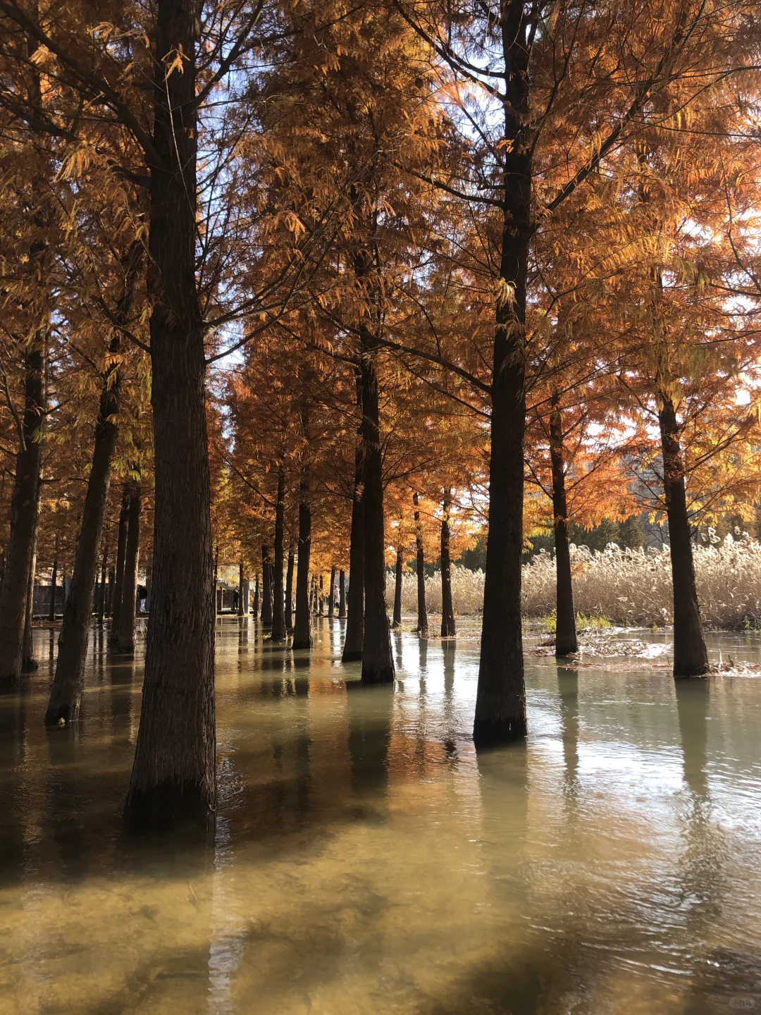 你敢想这是郑州？不知道的以为去哪儿旅游了